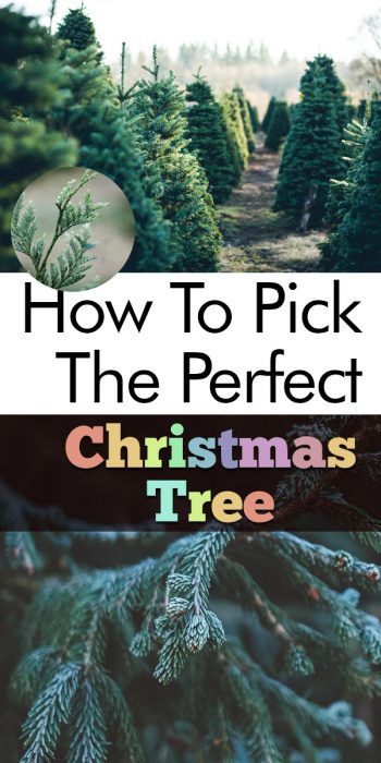 How To Pick The Perfect Christmas Tree – My List Of Lists