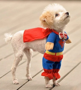 13 Hilarious Pet Costumes