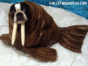 13 Hilarious Pet Costumes