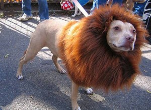 13 Hilarious Pet Costumes