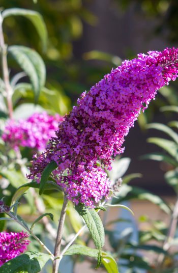 Here are some amazing low-maintenance perennials to try growing now! These 17 perennials will be less work for you, as they are tough flowers that will come back each season. Beautiful flowers without all of the work of some others. The butterfly bush will quickly become your favorite. 