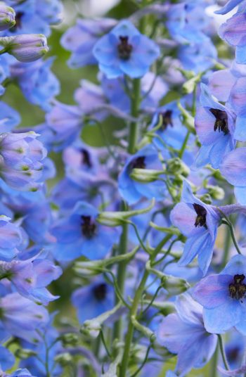 Here are some amazing low-maintenance perennials to try growing now! These 17 perennials will be less work for you, as they are tough flowers that will come back each season. Beautiful flowers without all of the work of some others. You can also add Veronica flowers to your yard. Added bonus: they're edible! 