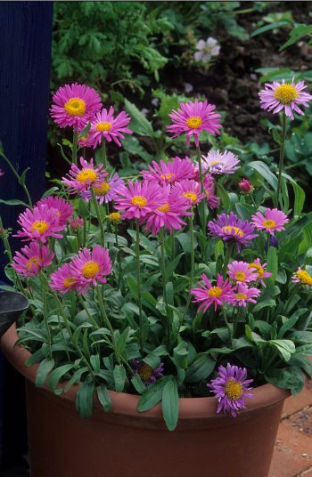 Here are some amazing low-maintenance perennials to try growing now! These 17 perennials will be less work for you, as they are tough flowers that will come back each season. Beautiful flowers without all of the work of some others. Asters will add some great end of summer color to your yard. 