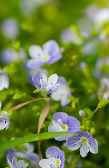 Here are some amazing low-maintenance perennials to try growing now! These 17 perennials will be less work for you, as they are tough flowers that will come back each season. Beautiful flowers without all of the work of some others. Delphinium flowers are so unique and beautiful so they will make a great addition to your yard. 