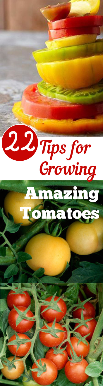 Gardening, home garden, garden hacks, garden tips and tricks, growing tomatoes, how to grow tomatoes, tomato growing hacks, growing plants, gardening DIYs, gardening crafts, popular pin.