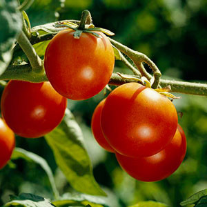 tGardening, home garden, garden hacks, garden tips and tricks, growing tomatoes, how to grow tomatoes, tomato growing hacks, growing plants, gardening DIYs, gardening crafts, popular pin.