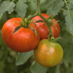 Gardening, home garden, garden hacks, garden tips and tricks, growing tomatoes, how to grow tomatoes, tomato growing hacks, growing plants, gardening DIYs, gardening crafts, popular pin.