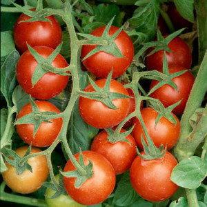 Gardening, home garden, garden hacks, garden tips and tricks, growing tomatoes, how to grow tomatoes, tomato growing hacks, growing plants, gardening DIYs, gardening crafts, popular pin.