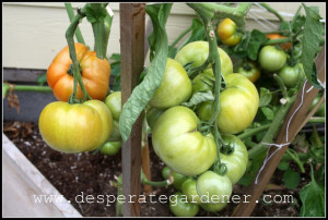 Gardening, home garden, garden hacks, garden tips and tricks, growing tomatoes, how to grow tomatoes, tomato growing hacks, growing plants, gardening DIYs, gardening crafts, popular pin.