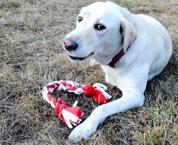 12 Things to Make With Old T-Shirt4