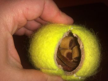 14 Life Hacks Every Dog Owner Should Know - Dog Hacks, Dog Owner Hacks, Life Hacks, Tips and Tricks, Pet Tips and Tricks, Controlling Pet Hair, How to Control Pet Hair, Dog Owners, Pet Hacks, Pet Care, Dog Care Tips and Tricks, Popular Pin 