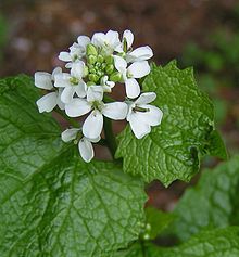 9 Weeds You Should Be Eating (Really)| Gardening, Gardening Hacks, Weed Control, Edible Plants, Edible Weeds, Gardening Tips and Tricks, Life Hacks #EdibleWeeds #Garden