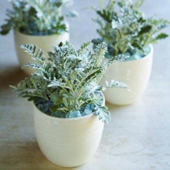 Keep Houseplants Dust Free!| Dust Free Home, Dust Free, Houseplants Indoors, Dust Free Home TIps, Houseplants Decor #DustFreeHome #HouseplantsIndoors #DustFreeHomeTips