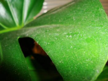 Keep Houseplants Dust Free!| Dust Free Home, Dust Free, Houseplants Indoors, Dust Free Home TIps, Houseplants Decor #DustFreeHome #HouseplantsIndoors #DustFreeHomeTips