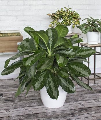 Properly Care for ALL of Your Houseplants| Houseplants, Houseplants Indoor, Houseplant Care Guide, Indoor Gardening, Indoor Garden, Indoor Garden DIY, House Plants, House Plants Indoors