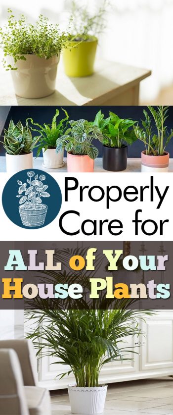 Properly Care for ALL of Your Houseplants – My List of Lists