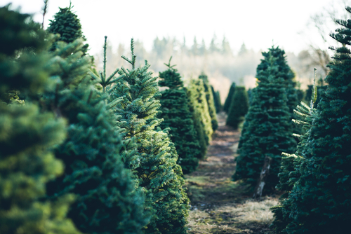 How To Pick The Perfect Christmas Tree