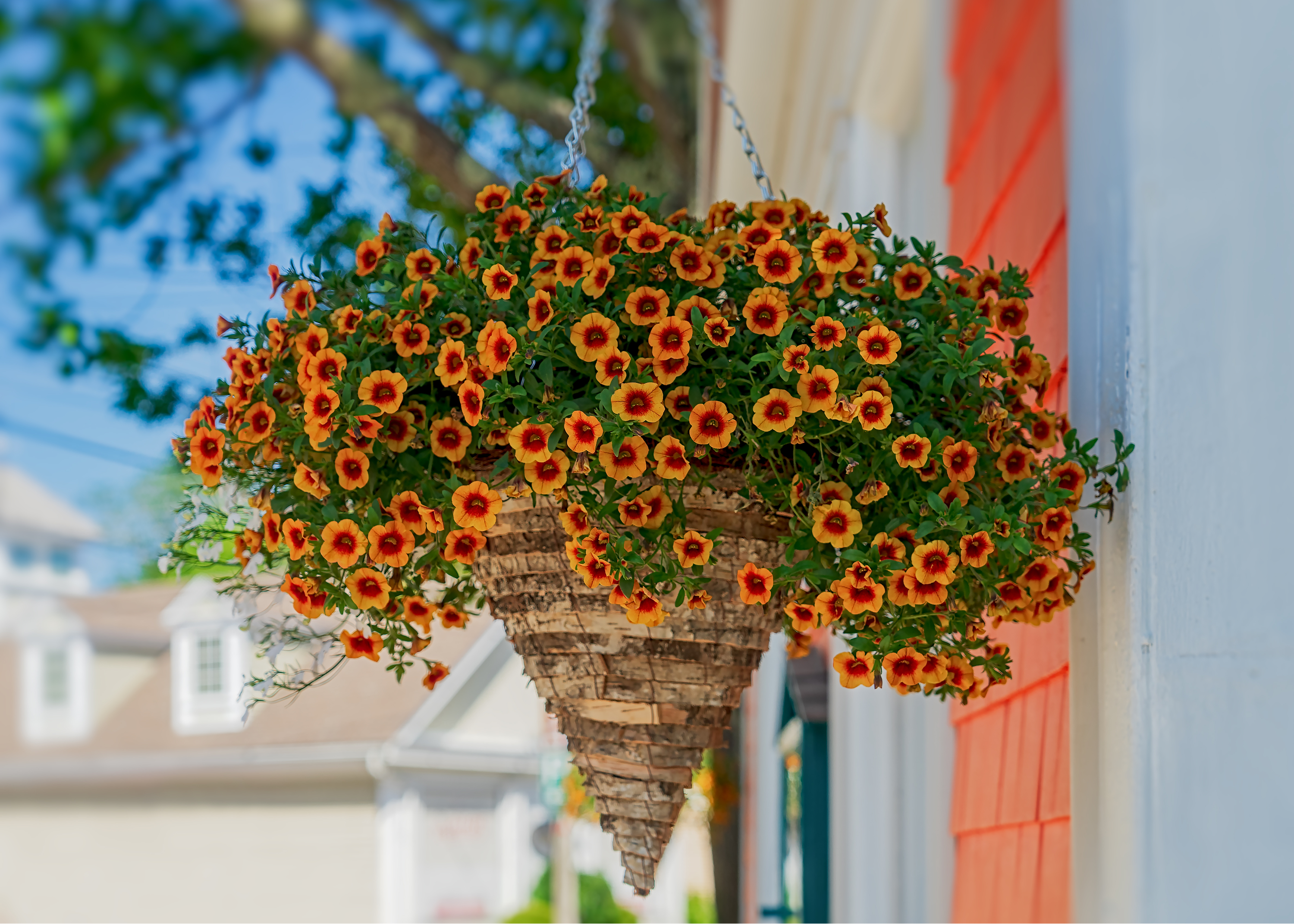 calibrachoa | container | container gardening | flowers | flowers for container gardening | plants for container gardening | gardening | plants 