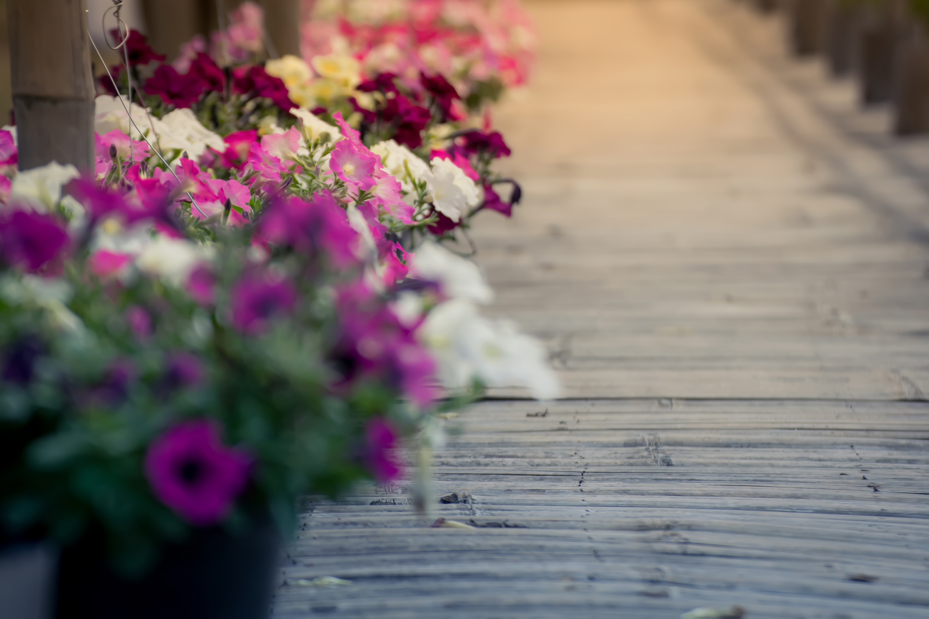 calibrachoa | container | container gardening | flowers | flowers for container gardening | plants for container gardening | gardening | plants 