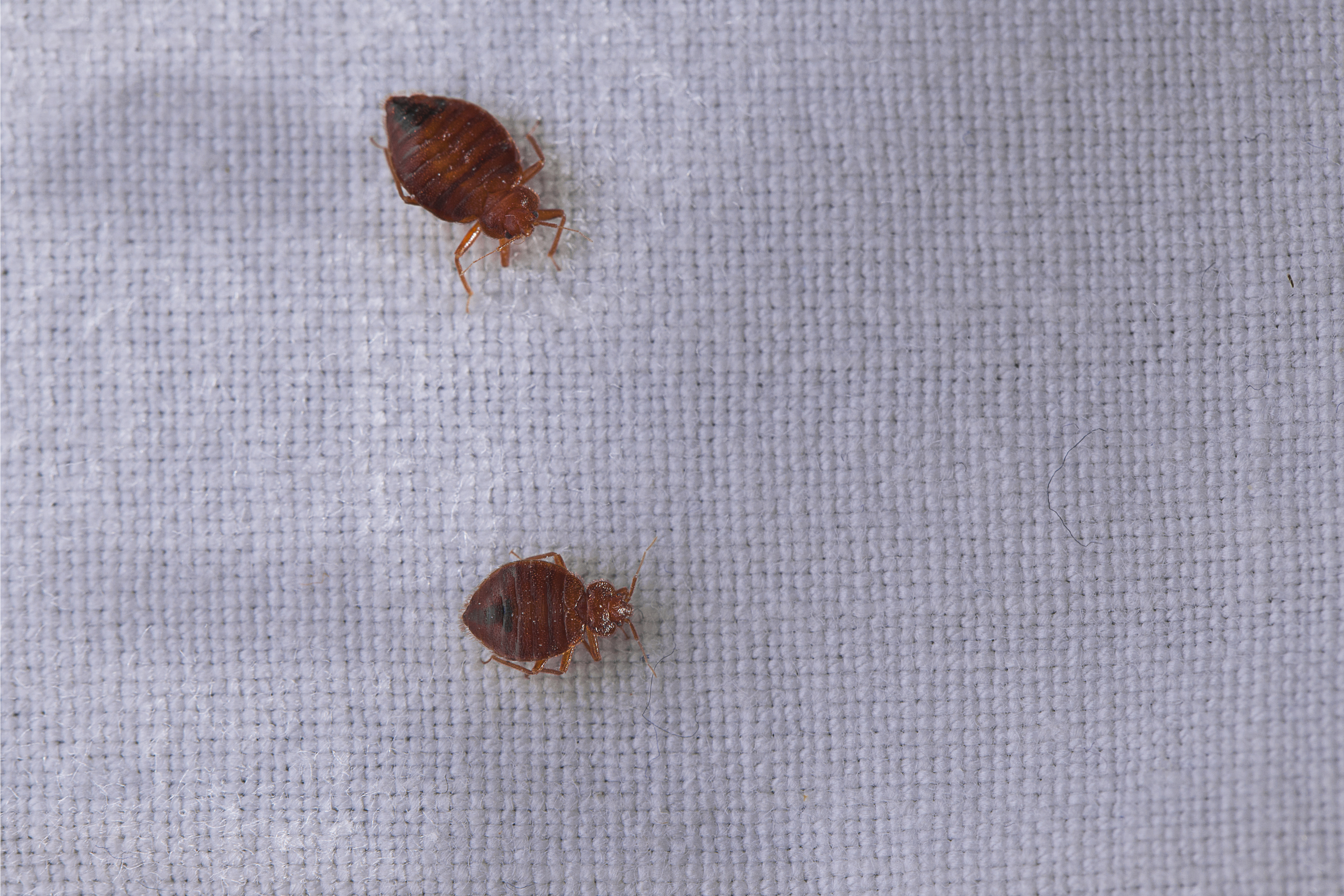 bed bugs | clean | cleanliness | traveling tips | bed bug tips | what to do if you have bed bugs | how to prevent getting bed bugs 