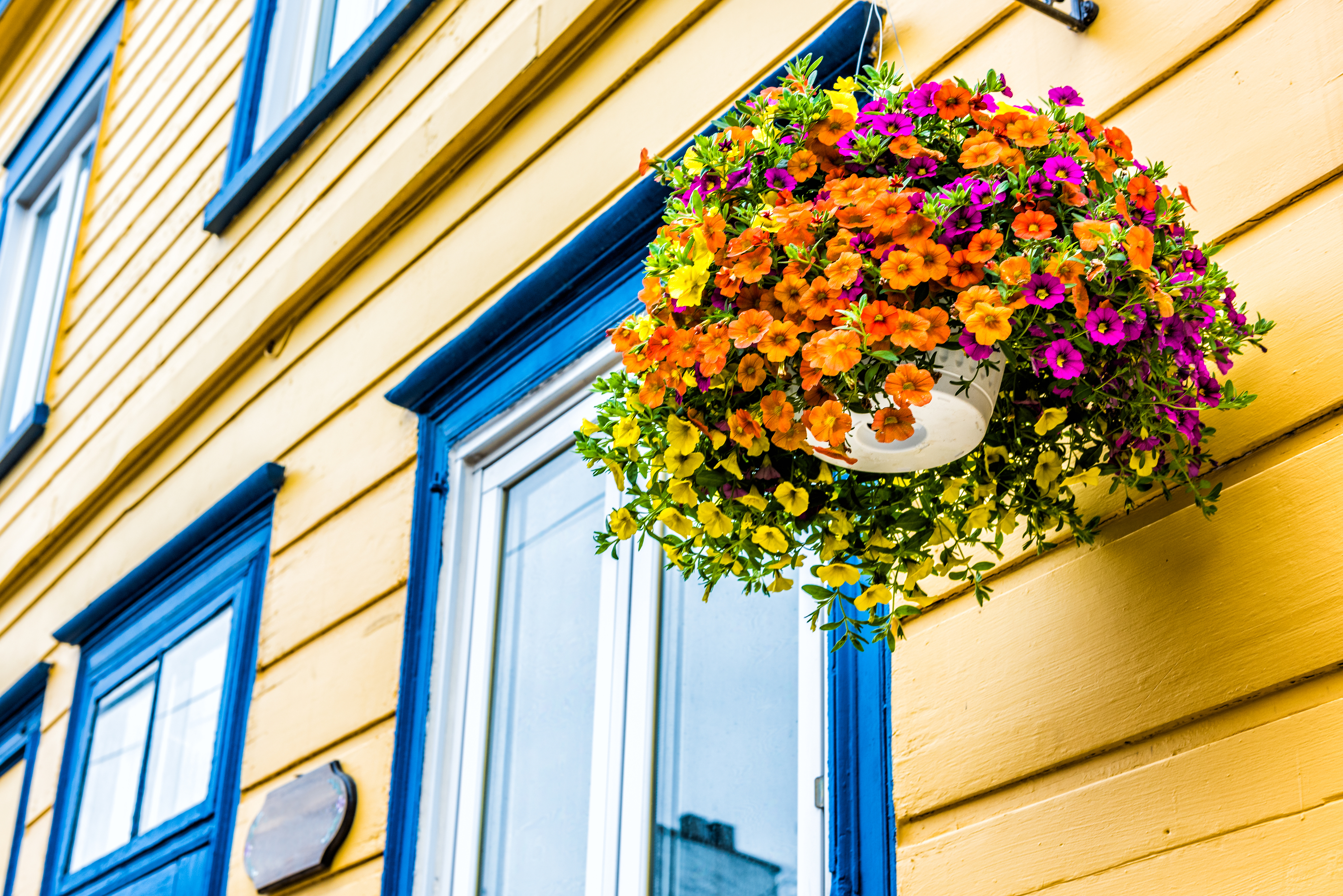 calibrachoa | container | container gardening | flowers | flowers for container gardening | plants for container gardening | gardening | plants 